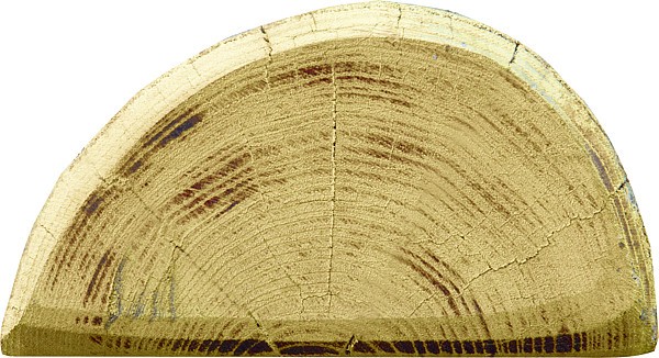 Robinienpfahl, halbiert, 2000 mm, d= 13-15 cm, gefast, 3-fach gespitzt,